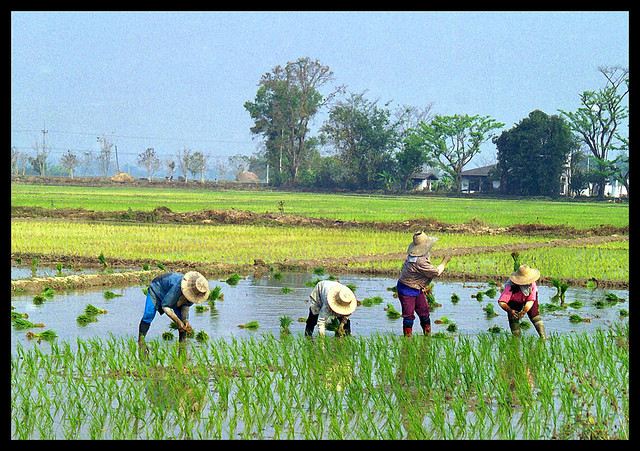 Knoeien met  rijstsubsidies in Thailand 